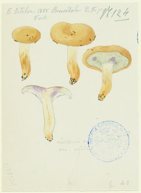 Lactaire ; champignon, Vincent Fossat, 1888