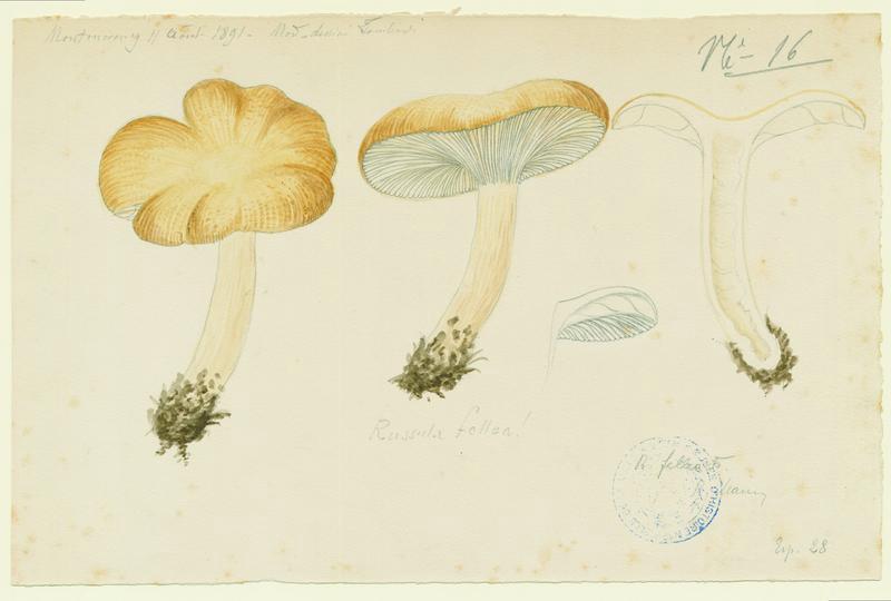 Russule de fiel ; champignon, Charles Lombardi, 1891