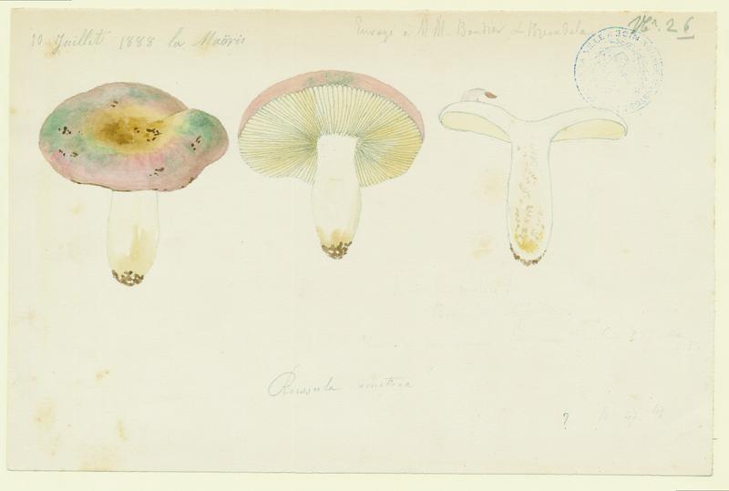 Russule émétique ; Lera coulou de vin ; champignon_0