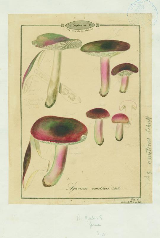 Russule émétique; Lera coulou de vin ; champignon_0