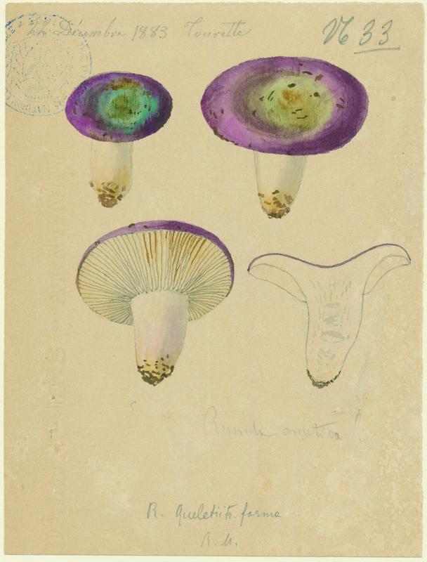 Russule émétique ; Lera coulou de vin ; champignon_0