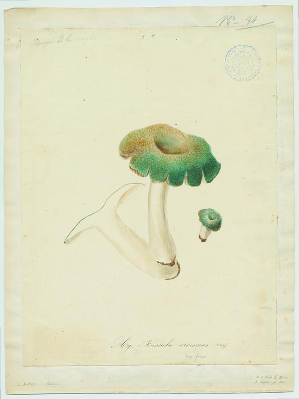 champignon, Jean-Baptiste Barla, 19e siècle