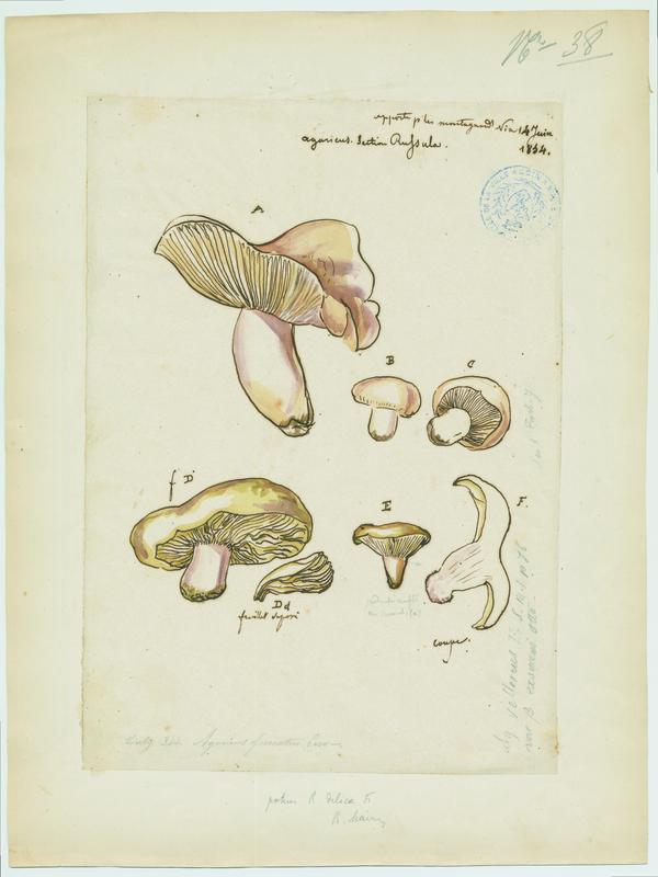 champignon, Jean-Baptiste Barla, 1834
