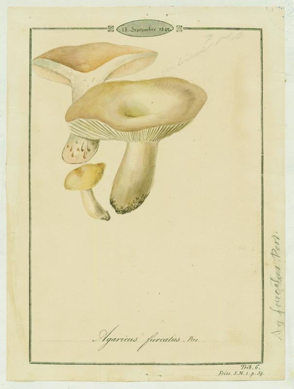 Agaric ; champignon, Jean-Baptiste Barla, 1842
