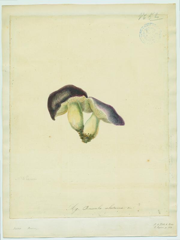 champignon, Jean-Baptiste Barla, 19e siècle