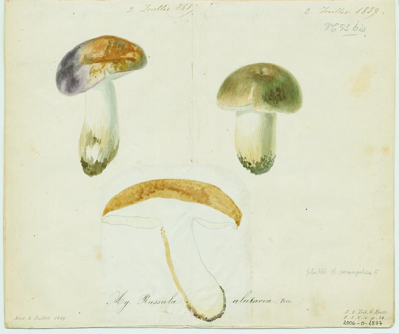 champignon, Jean-Baptiste Barla, 1859