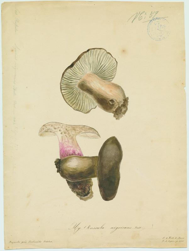 champignon, Jean-Baptiste Barla, 19e siècle