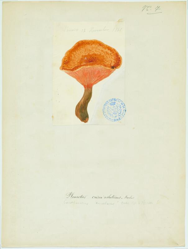 Pleurote ; champignon, Jean-Baptiste Barla, 1861