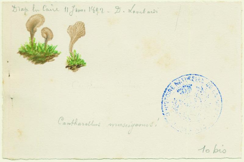 Omphale ; champignon, Charles Lombardi, 1892