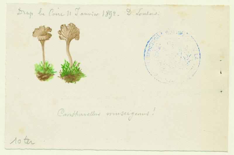 Omphale ; champignon, Charles Lombardi, 1892