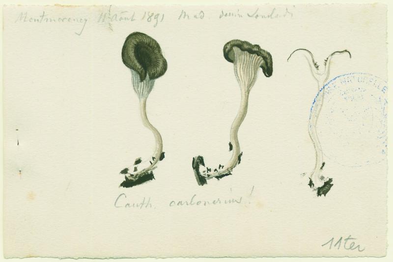Fausse-chanterelle des charbonnières ; champignon, Charles Lombardi, 1891