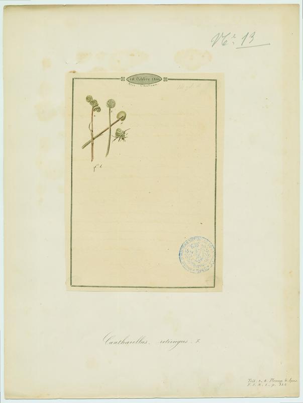 Omphale ; champignon, Jean-Baptiste Barla, 1844