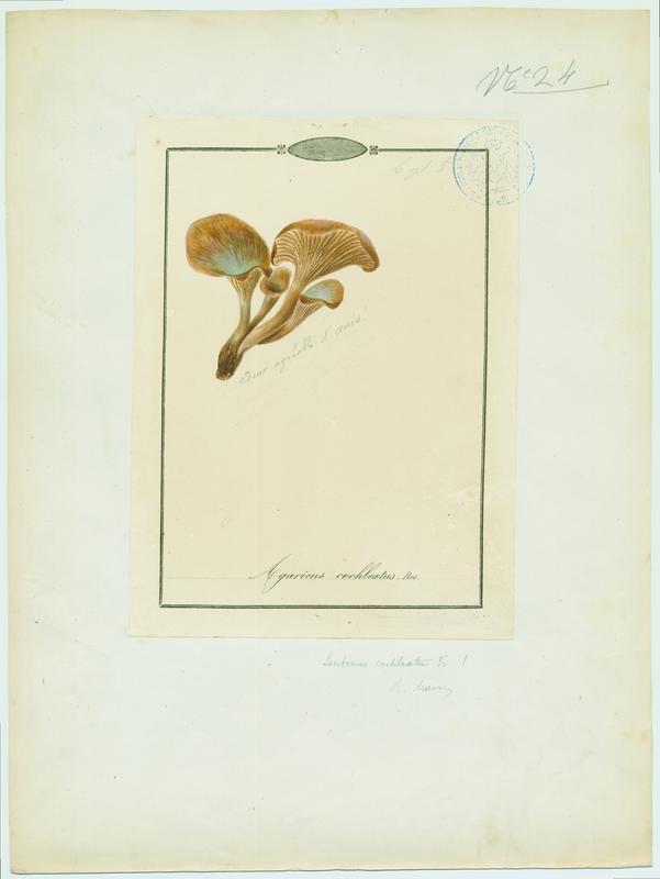 Lentin en colimaçon ; champignon, Jean-Baptiste Barla, 19e siècle