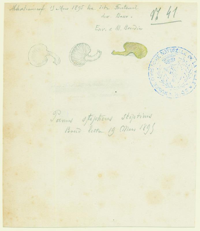 Panelle astringente; champignon, P. Basso, 1895