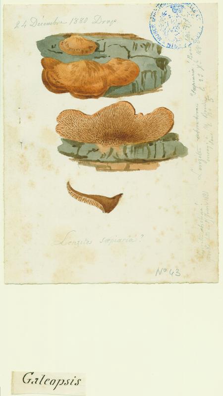 Lenzite des clôtures ; champignon_0