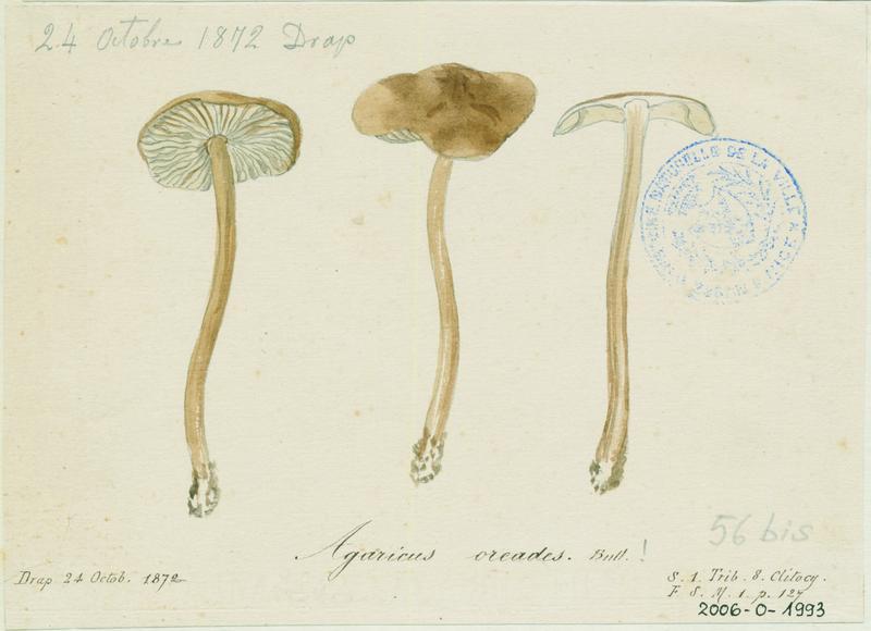 Marasme des Oréades ; Faux mousseron ; champignon_0