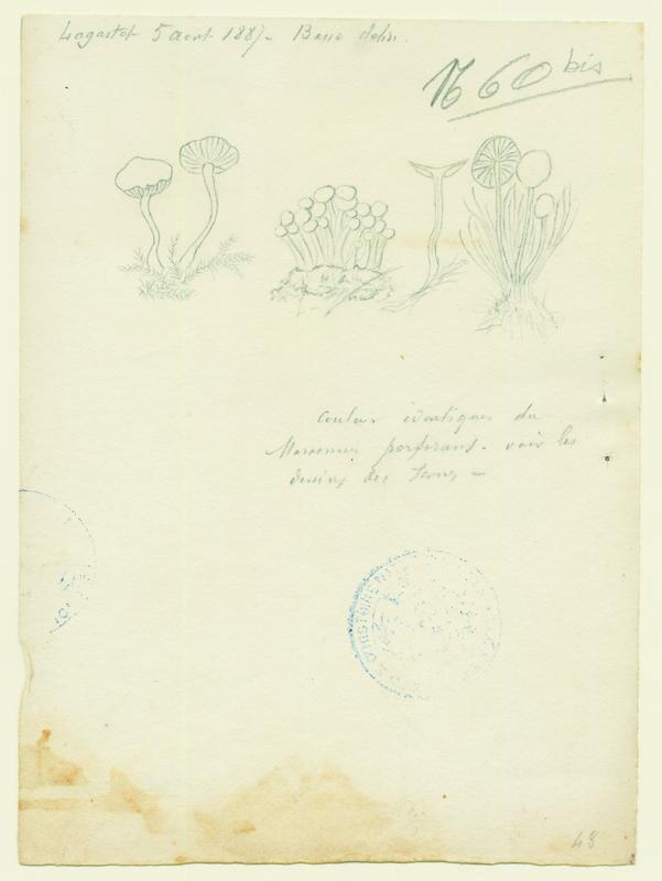 Marasme ; champignon, P. Basso, 1887