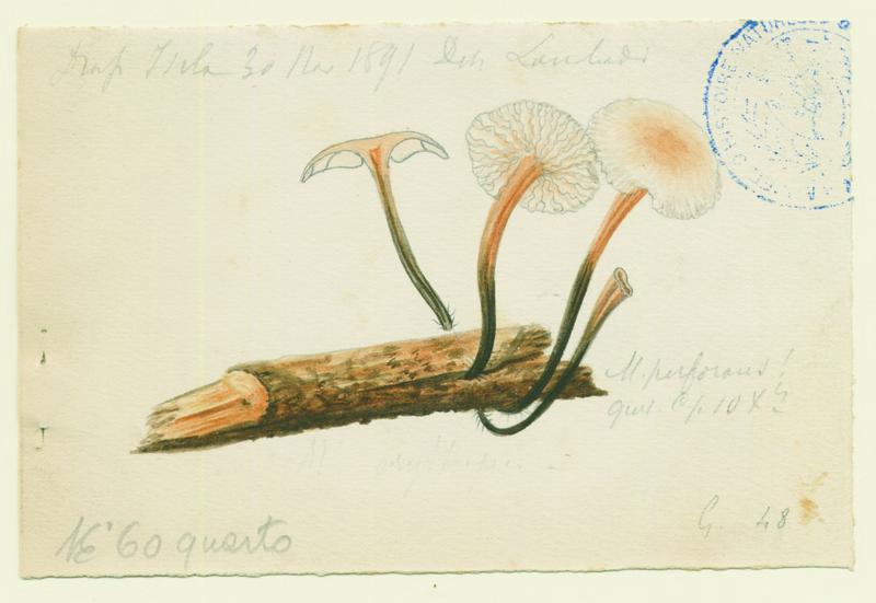 Marasme ; champignon, Charles Lombardi, 1891