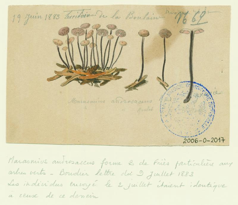 Marasme androsace ; champignon_0