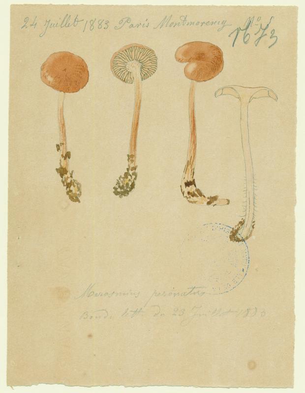 Collybie guêtrée ; Marasme brûlant ; champignon, Jean-Baptiste Barla, 1883