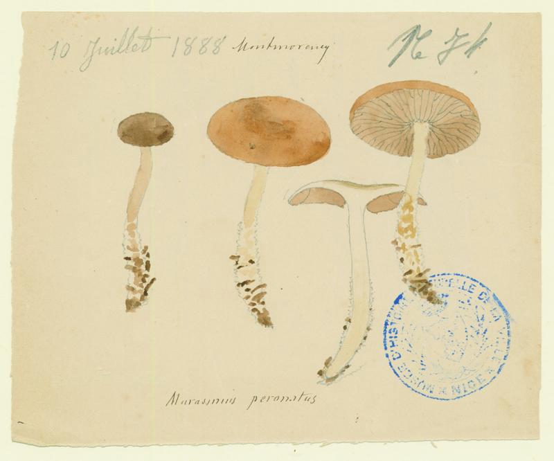 Collybie guêtrée ; Marasme brûlant ; champignon, Jean-Baptiste Barla, 1888