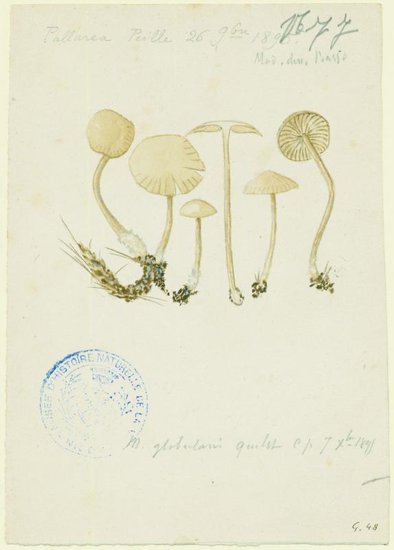 Marasme globuleux ; champignon, P. Basso, 1895