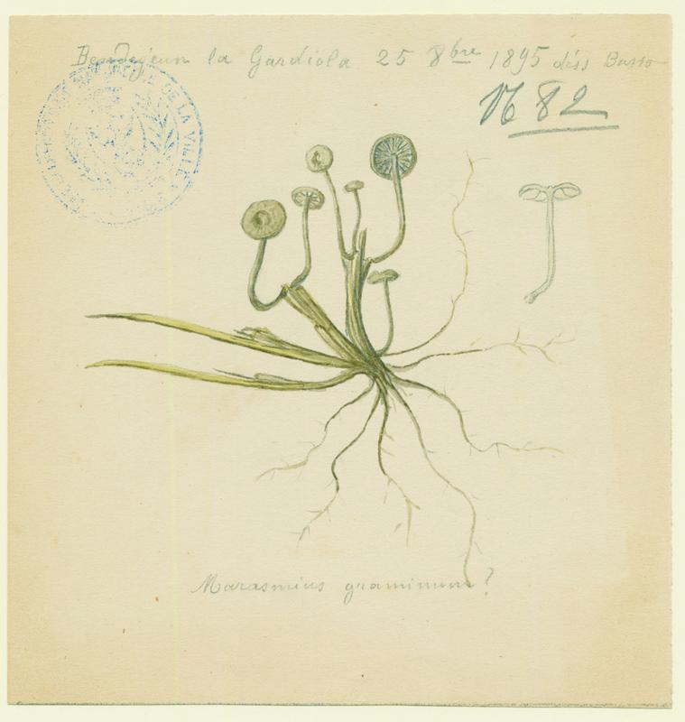Marasme ; champignon, P. Basso, 1895