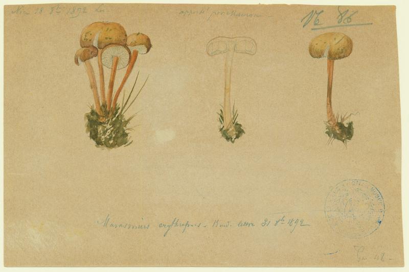 Marasme ; champignon, Charles Lombardi, 1892