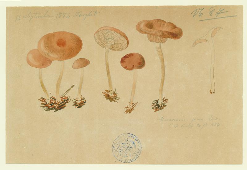 Marasme du buis ; champignon, Jean-Baptiste Barla, 1884