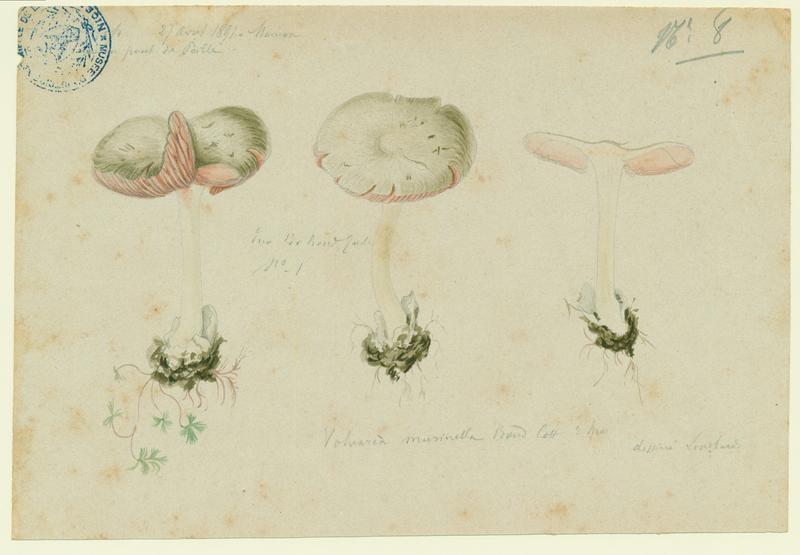Volvaire gris souris ; champignon, Charles Lombardi, 1891