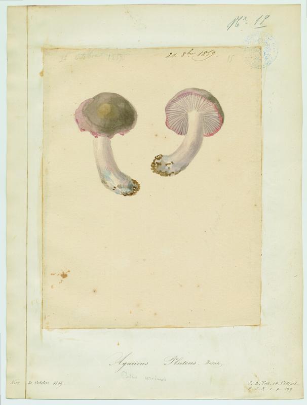 Plutée couleur de cerf ; champignon, Jean-Baptiste Barla, 1859