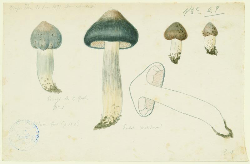 Entolome de Bloxam ; champignon, Charles Lombardi, 1891