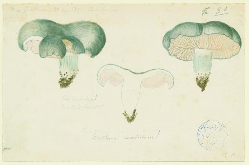 Entolome de Bloxam ; champignon, Charles Lombardi, 1891