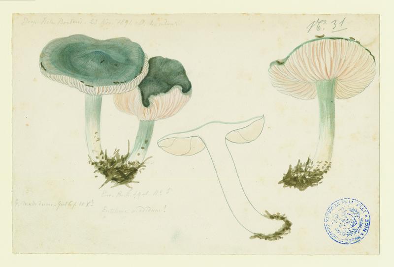 Entolome de Bloxam ; champignon, Charles Lombardi, 1891