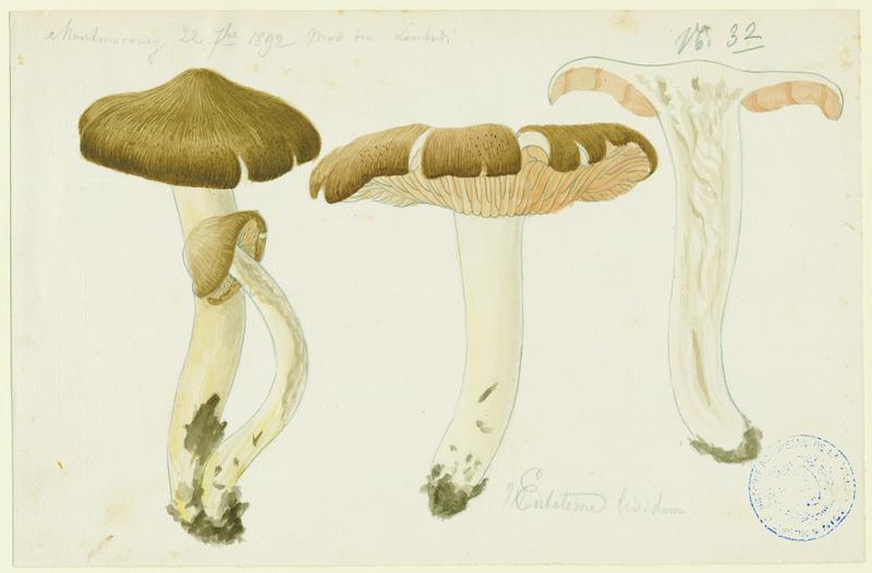 Entolome livide ; champignon, Charles Lombardi, 1892
