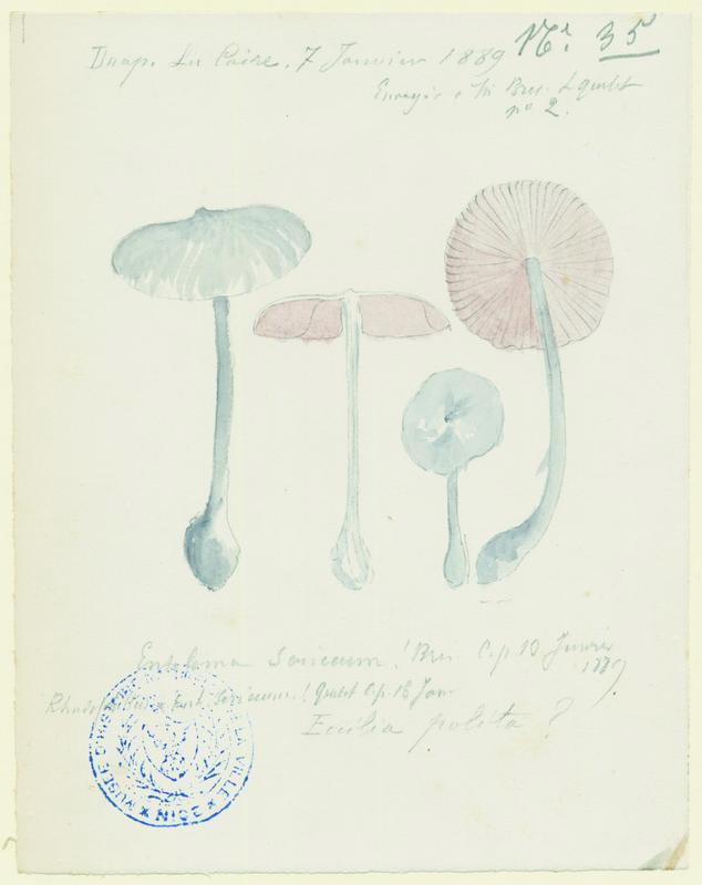 Entolome soyeux ; champignon, Jean-Baptiste Barla, 1889