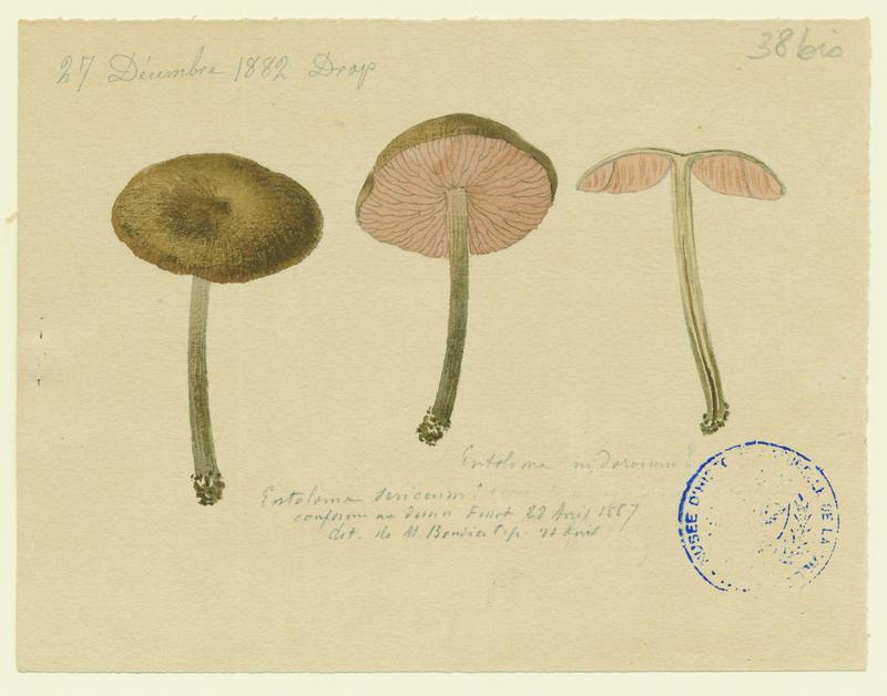 Entolome ; champignon, Vincent Fossat, 1882