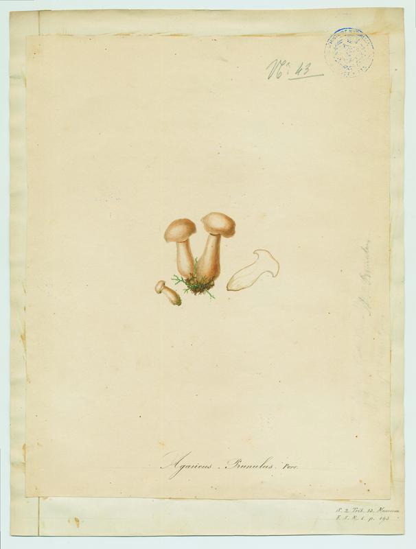 champignon, Jean-Baptiste Barla, 19e siècle