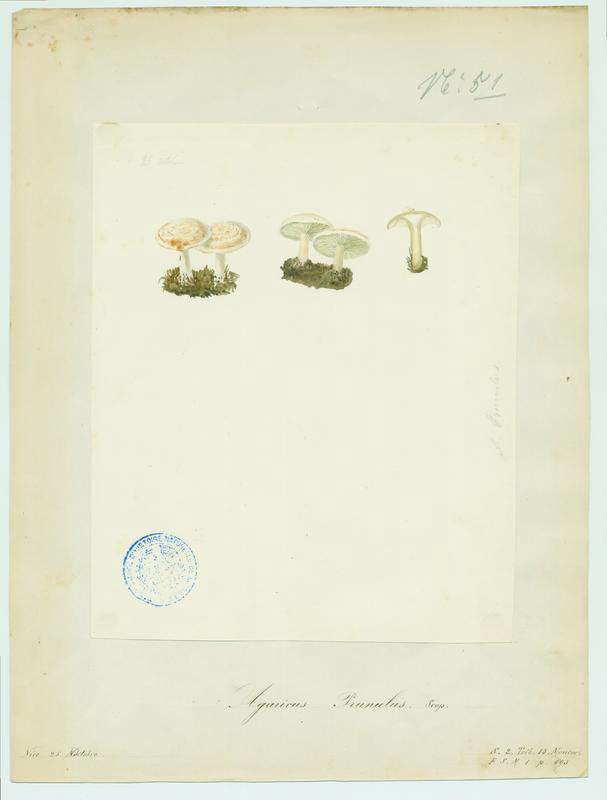 Clitopile petite prune ; Meunier ; champignon, Jean-Baptiste Barla, 19e siècle
