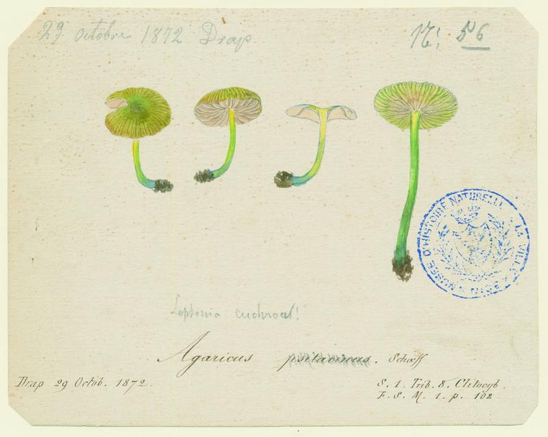 Hygrophore perroquet ; champignon, Jean-Baptiste Barla, 1872