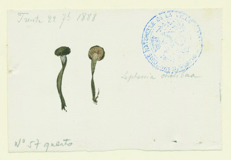 Entolome ; champignon, Jean-Baptiste Barla, 1888