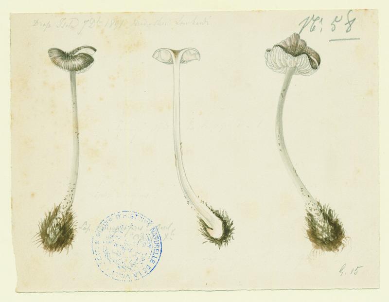 Entolome ; champignon, Charles Lombardi, 1891