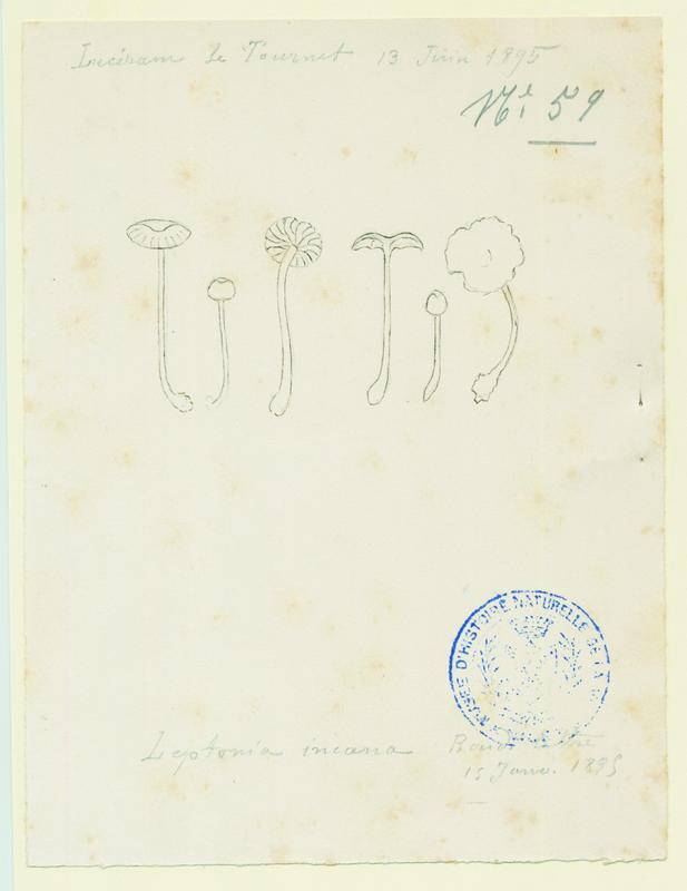 Entolome ; champignon, Jean-Baptiste Barla, 1895