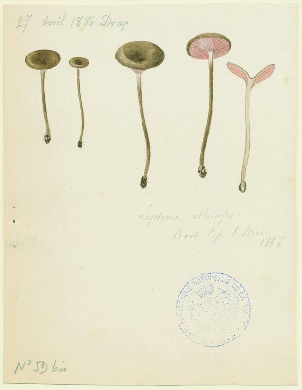Entolome ; champignon, Jean-Baptiste Barla, 1886
