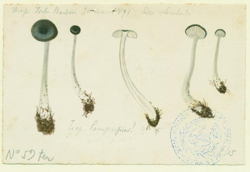 Entolome ; champignon, Charles Lombardi, 1891