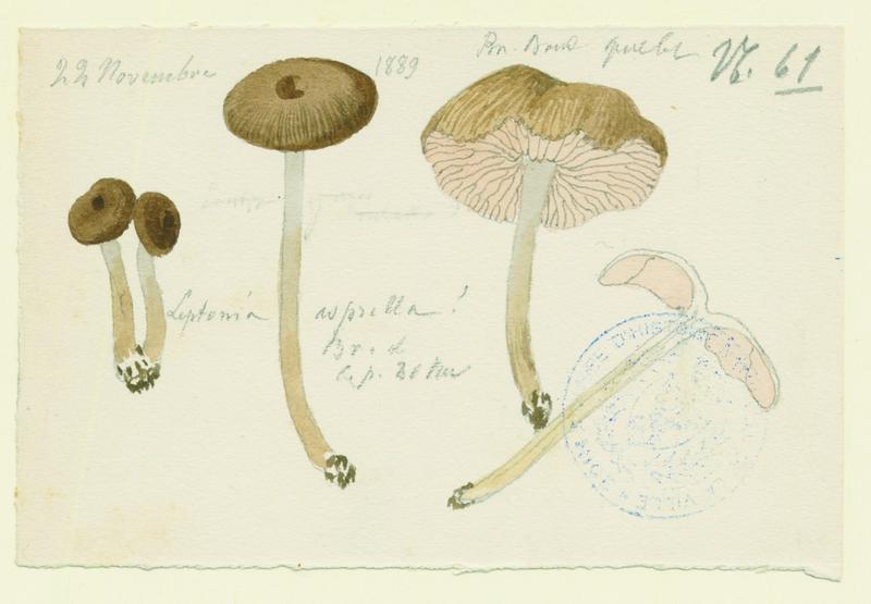 Entolome ; champignon, Jean-Baptiste Barla, 1889
