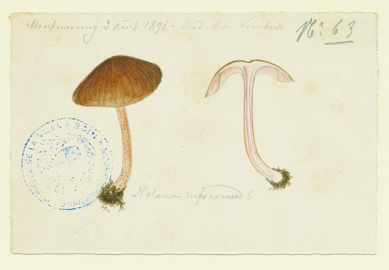 champignon, Charles Lombardi, 1891