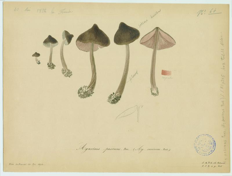 Entolome ; champignon, Jean-Baptiste Barla, 1872