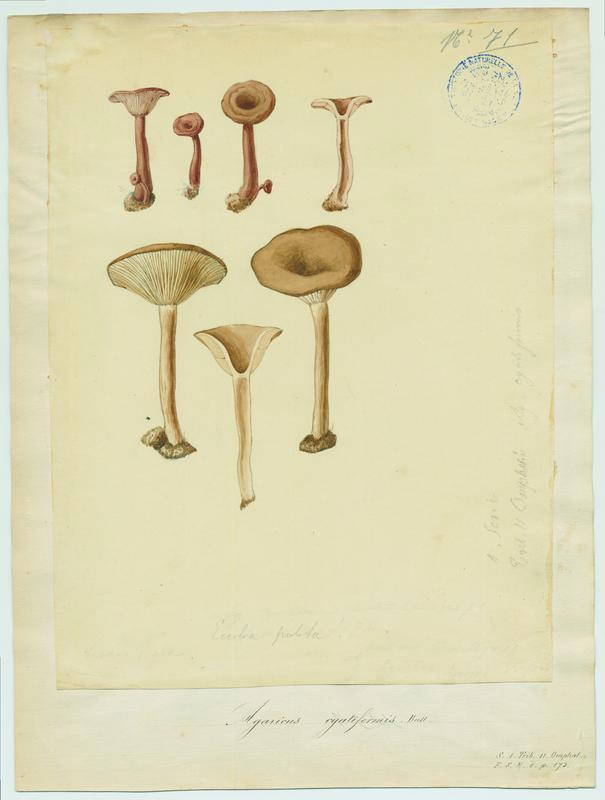 Clitocybe en coupe ; champignon, Jean-Baptiste Barla, 19e siècle