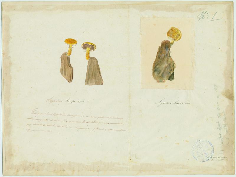 Agaric Lucifer ; champignon, Jean-Baptiste Barla, 19e siècle